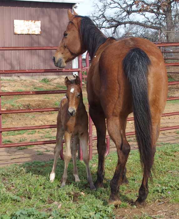 2015 Filly
