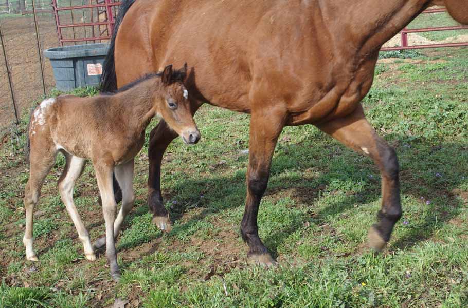 2015 Filly