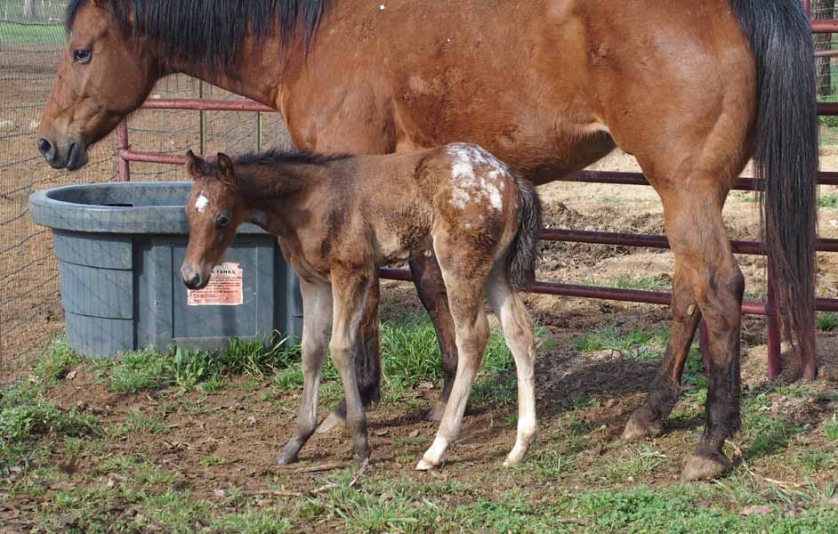 2015 Filly