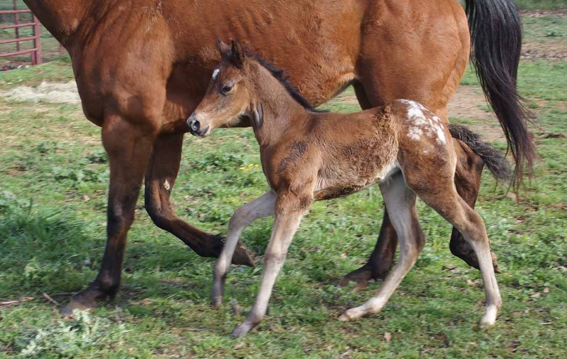 2015 Filly