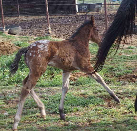 2015 Filly