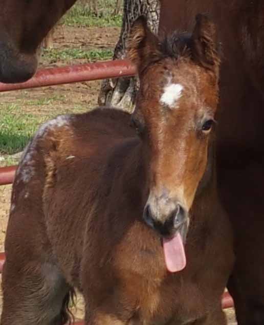2015 Filly