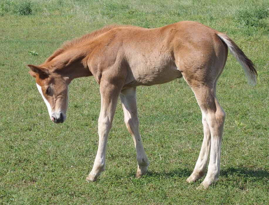 2015 colt, Illustrated Angel x Invitational
