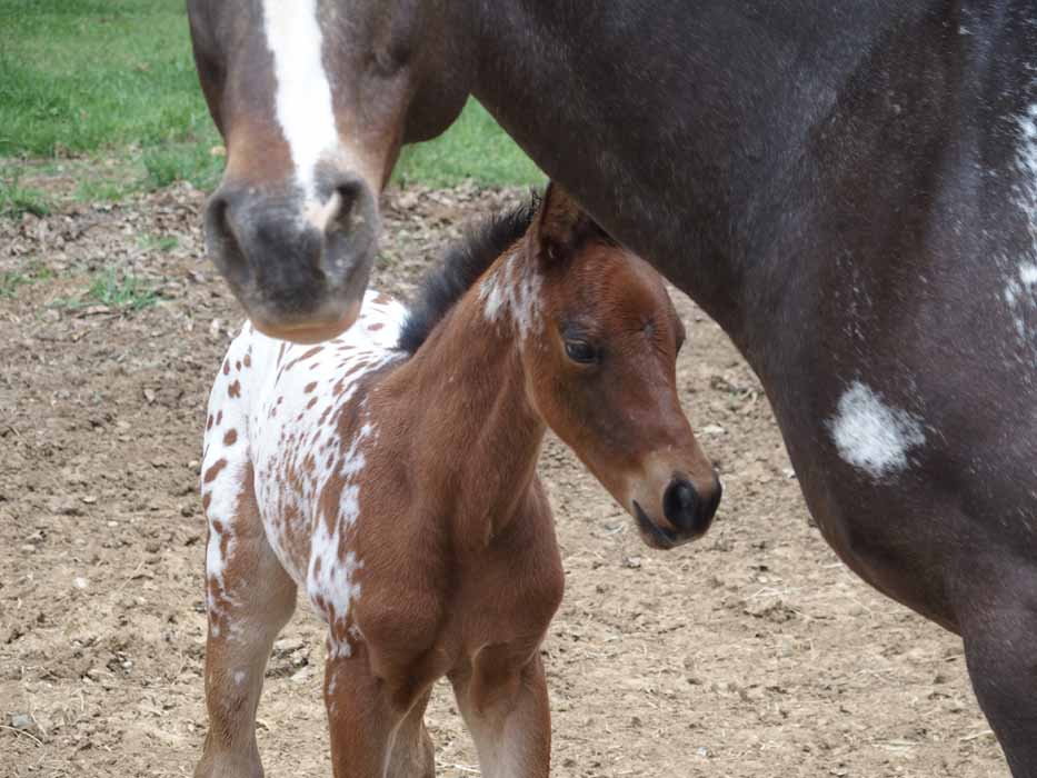 2015 filly, Cartoonist x Hypnotist