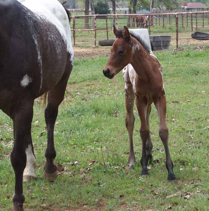 2015 filly, Cartoonist x Hypnotist
