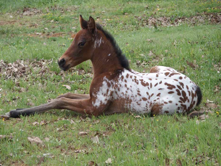 2015 filly, Cartoonist x Hypnotist