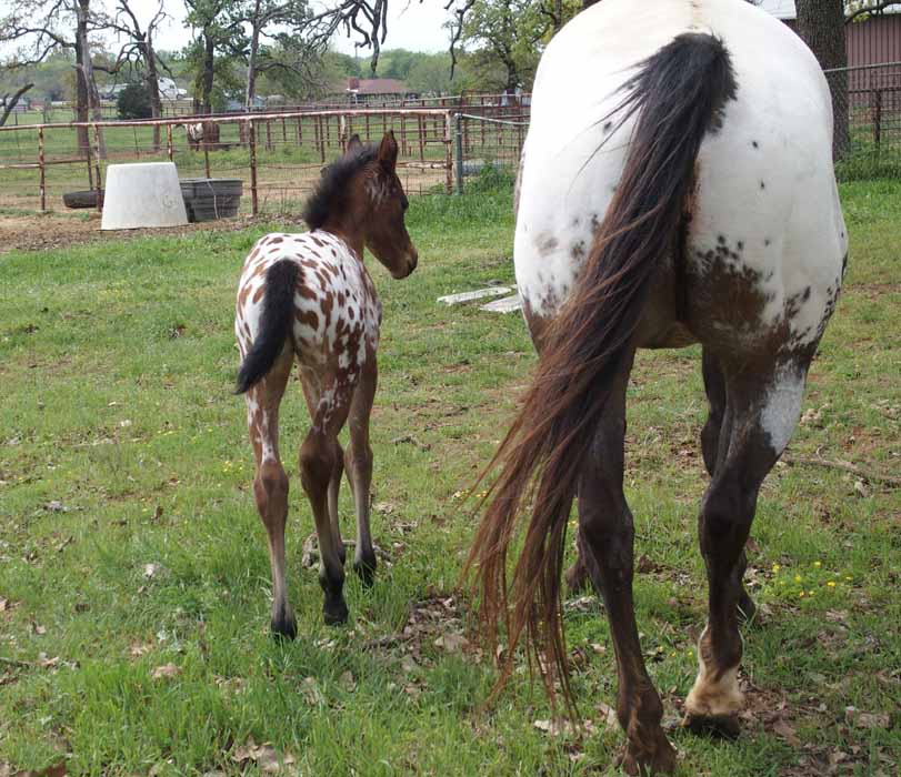 2015 filly, Cartoonist x Hypnotist
