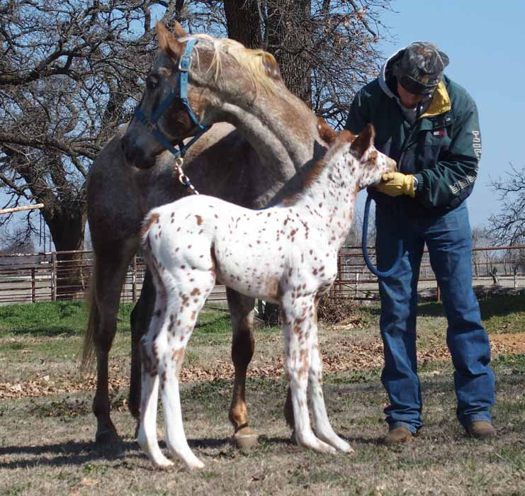 2015 Filly, Impulsive Niki by Impulsive Zipper x Hypnotist