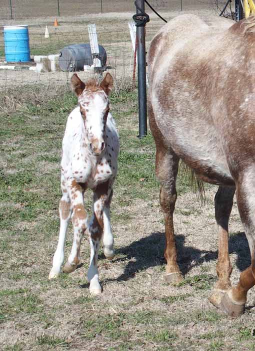 2015 Filly, Impulsive Niki by Impulsive Zipper x Hypnotist