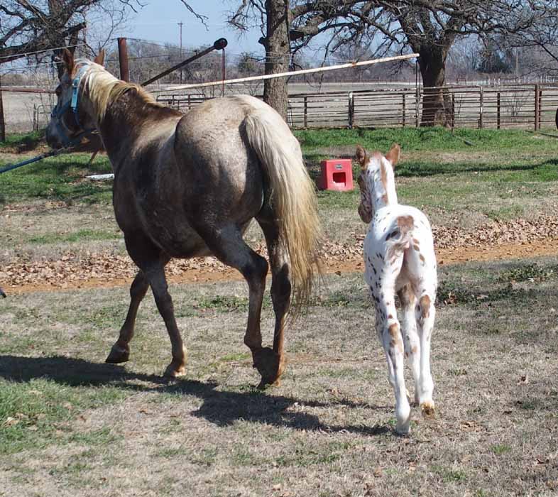 2015 Filly, Impulsive Niki by Impulsive Zipper x Hypnotist