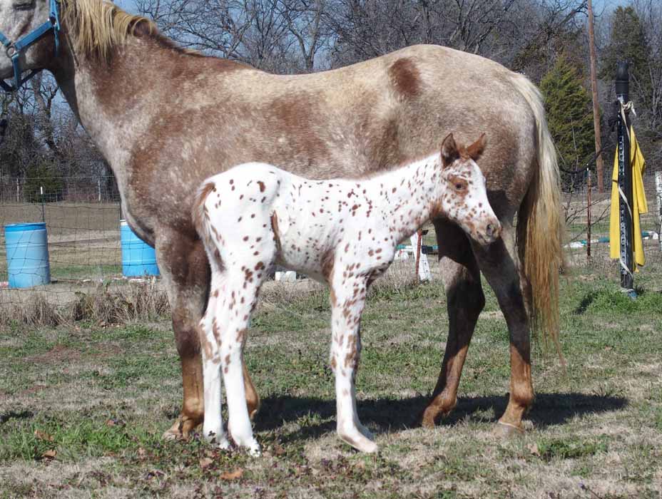 2015 Filly, Impulsive Niki by Impulsive Zipper x Hypnotist