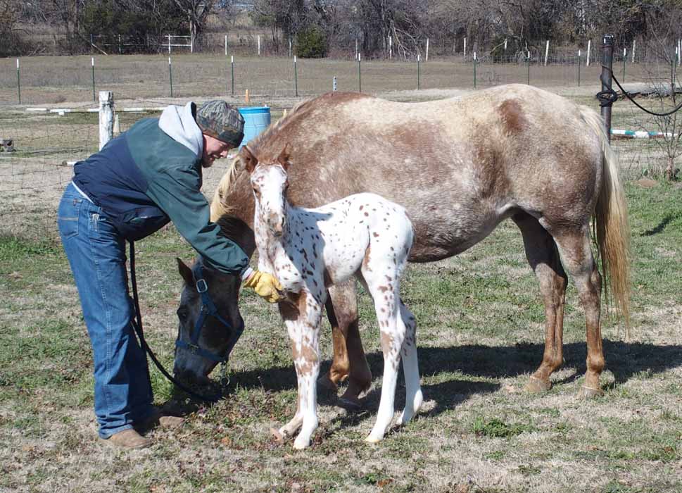 2015 Filly, Impulsive Niki by Impulsive Zipper x Hypnotist