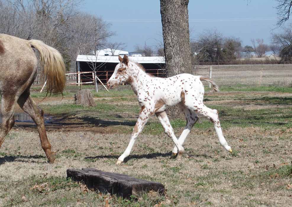 2015 Filly, Impulsive Niki by Impulsive Zipper x Hypnotist