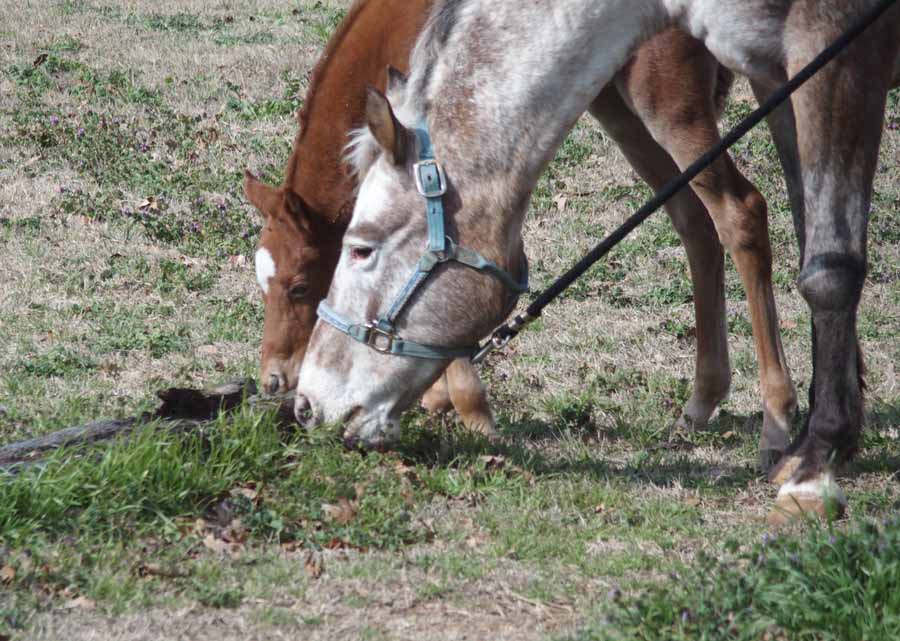 2015 Filly, Cartoon Series x Clued.