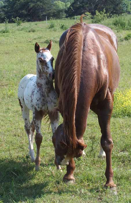 2015 Filly