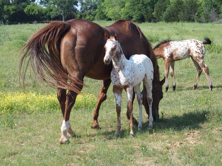 2015 Filly