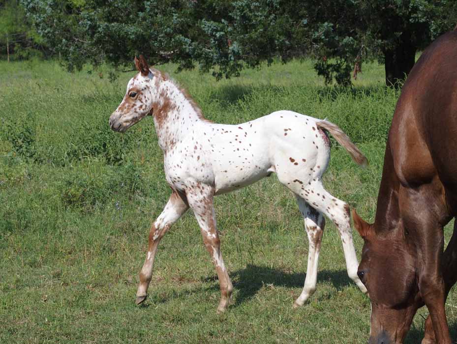 2015 Filly