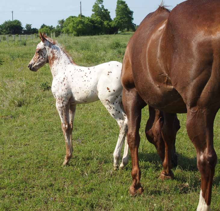 2015 Filly