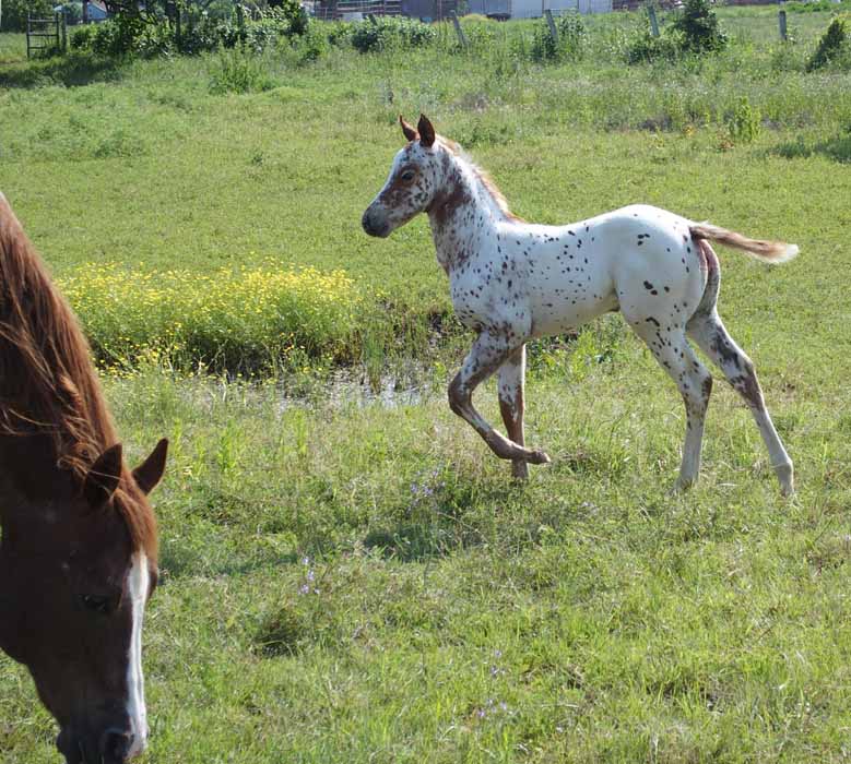 2015 Filly