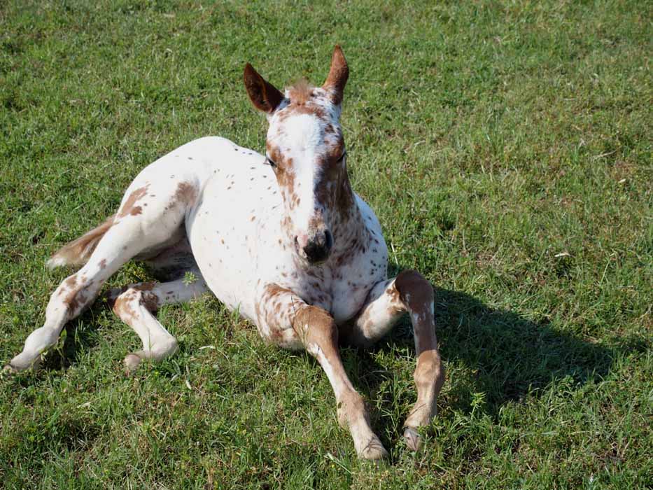 2015 Filly