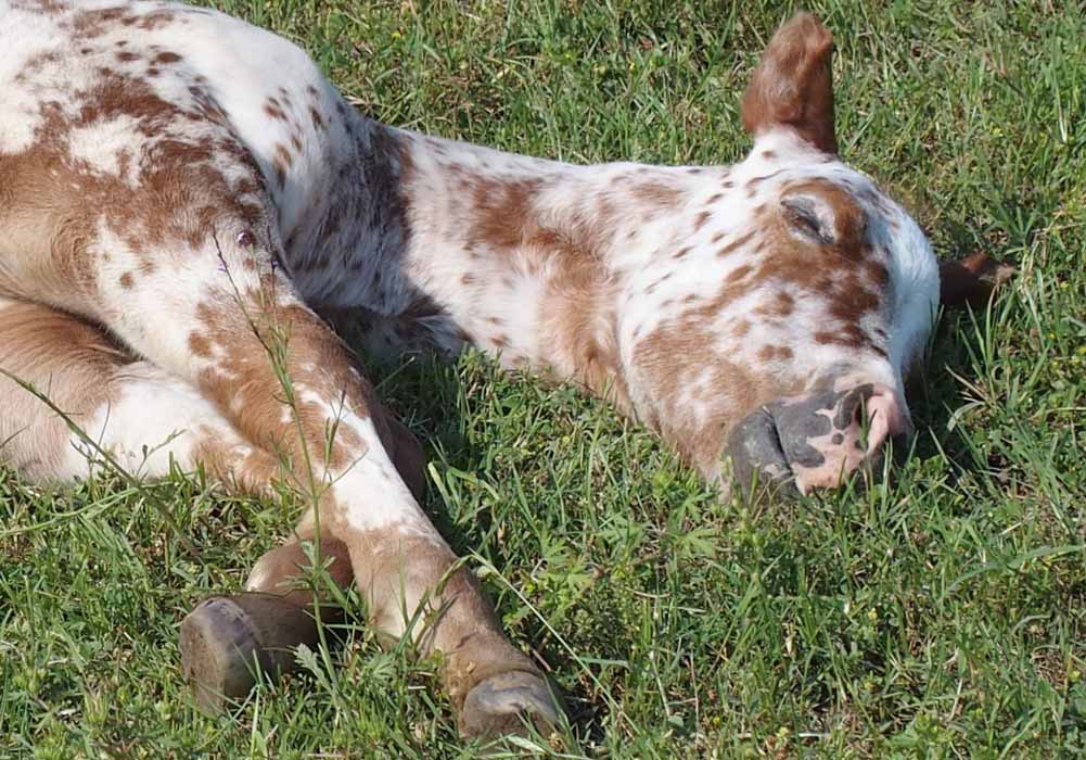 2015 Filly