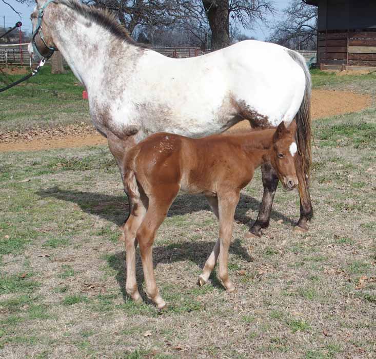 2015 Filly, Cartoon Series x Clued.