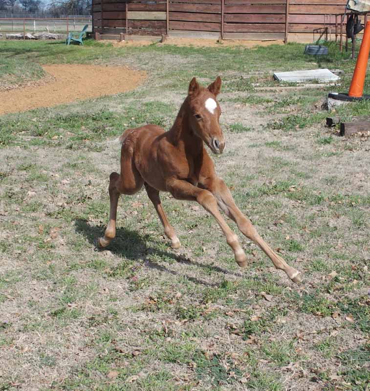 2015 Filly, Cartoon Series x Clued.