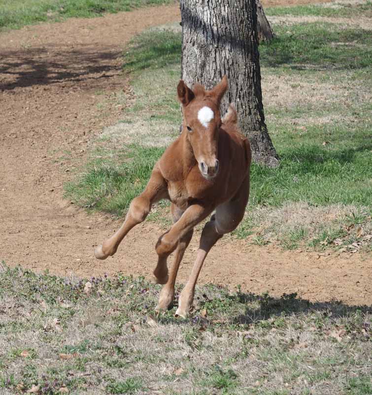 2015 Filly, Cartoon Series x Clued.