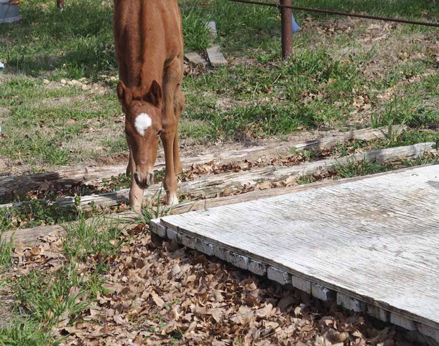 2015 Filly, Cartoon Series x Clued.