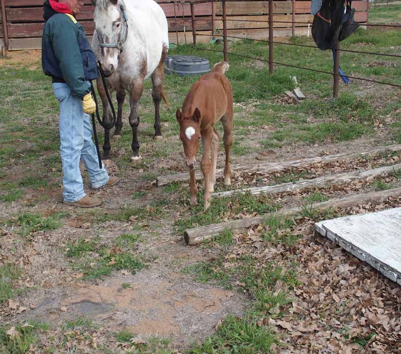2015 Filly, Cartoon Series x Clued.