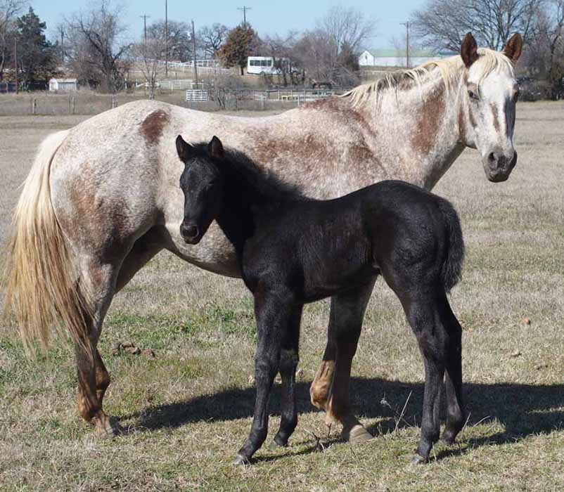2016 Filly, Impulsive Niki by Impulsive Zipper x Hypnotist.