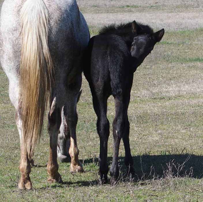 2016 Filly, Impulsive Niki by Impulsive Zipper x Hypnotist.