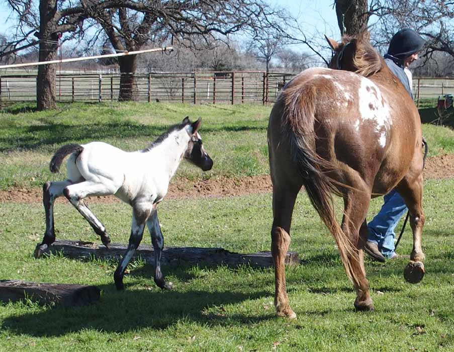 2016 Colt