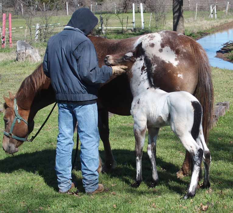 2016 Colt
