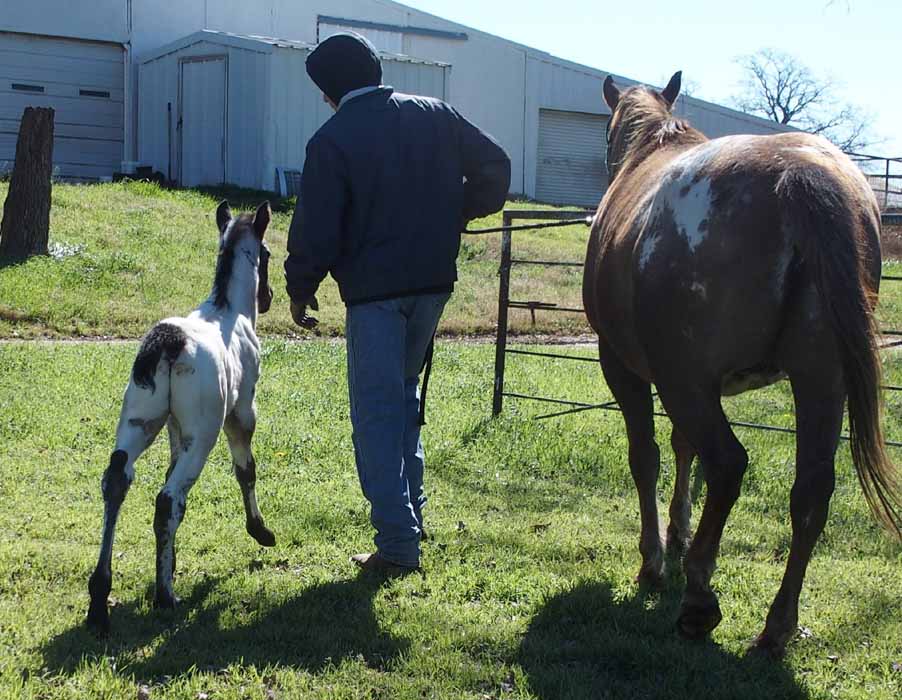 2016 Colt