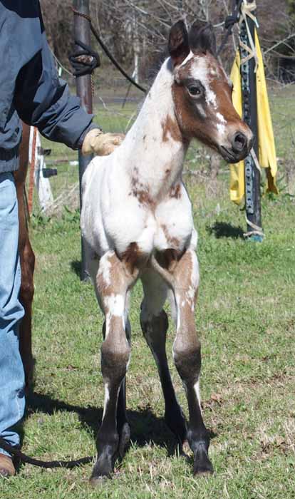 2016 Colt