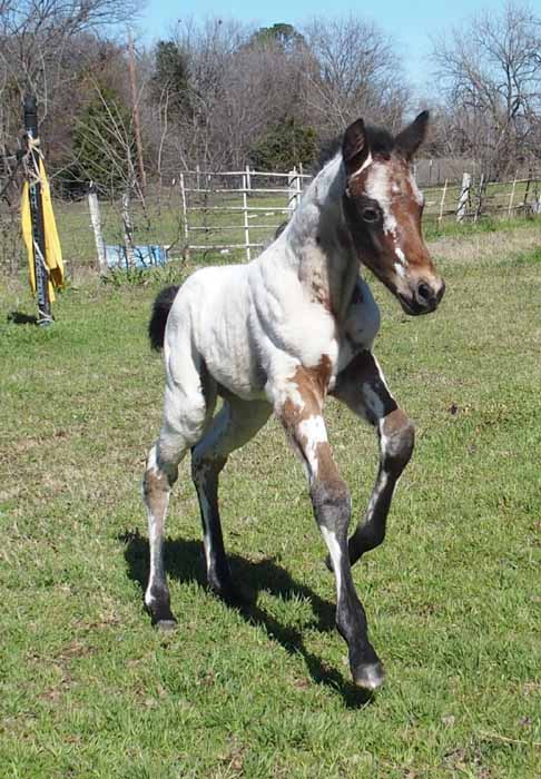 2016 Colt