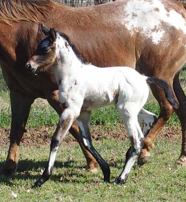 2016 Colt