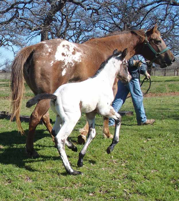 2016 Colt