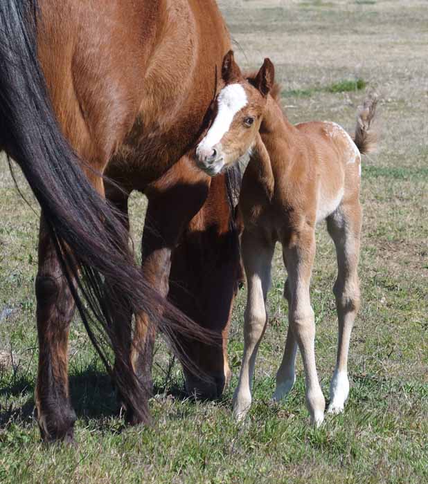 2016 Colt, Goin Sashayin  x Hypnotist.
