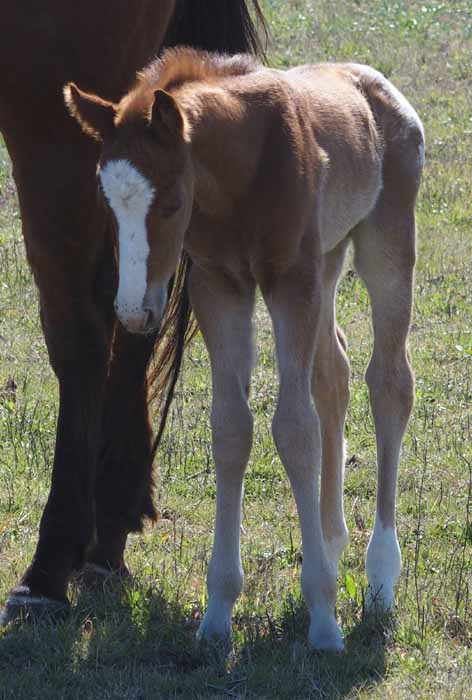 2016 Colt, Goin Sashayin  x Hypnotist.