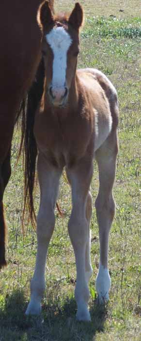 2016 Colt, Goin Sashayin  x Hypnotist.