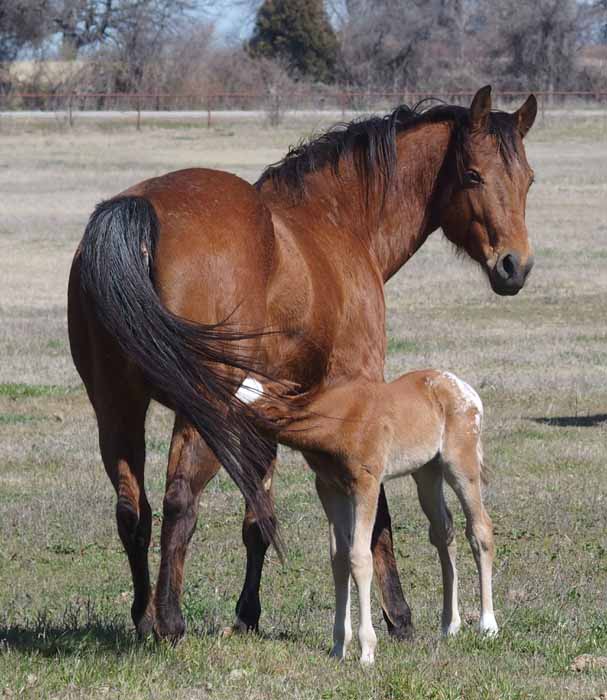 2016 Colt, Goin Sashayin  x Hypnotist.