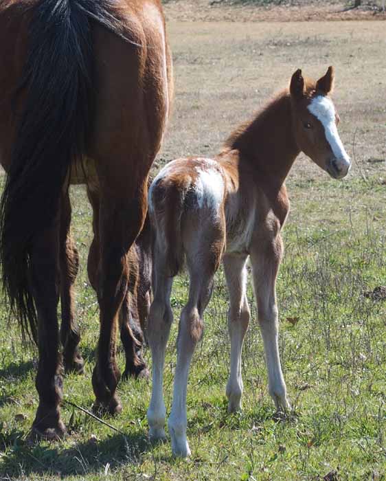 2016 Colt, Goin Sashayin  x Hypnotist.