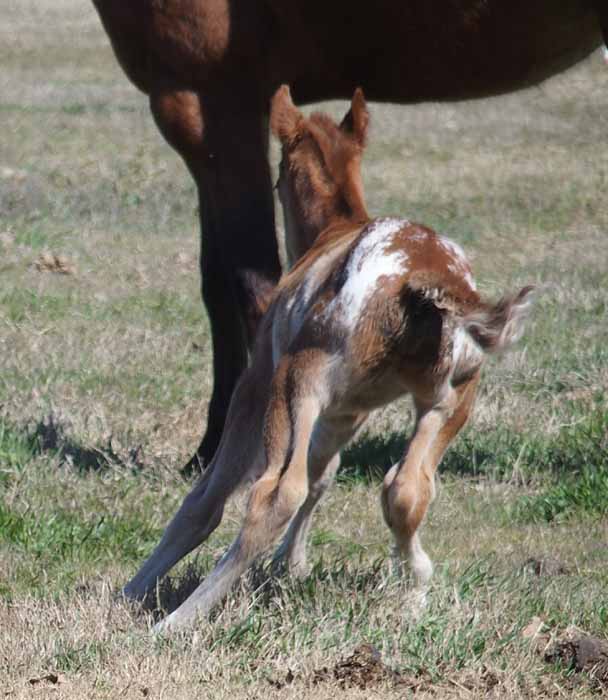 2016 Colt, Goin Sashayin  x Hypnotist.