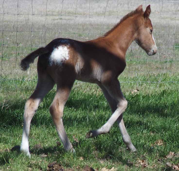 2016 Colt, Goin Sashayin  x Hypnotist.