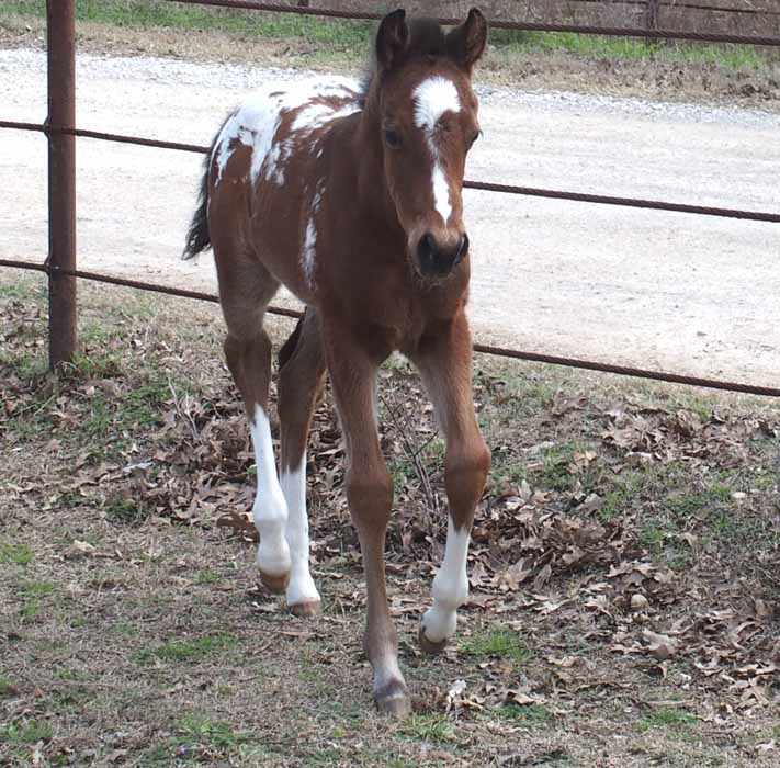 2017 filly, Cartoonist x Hypnotist