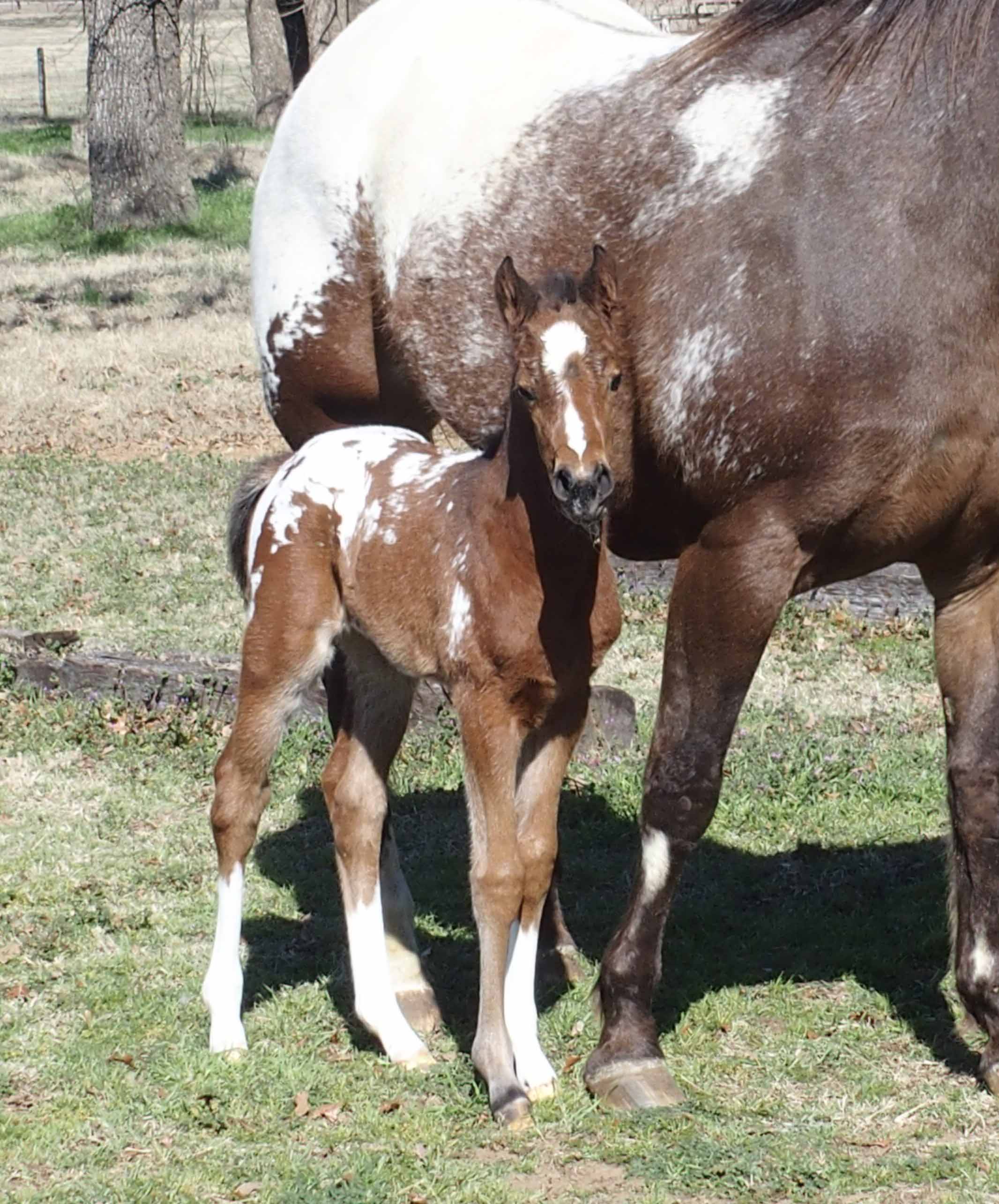 2017 filly, Cartoonist x Hypnotist