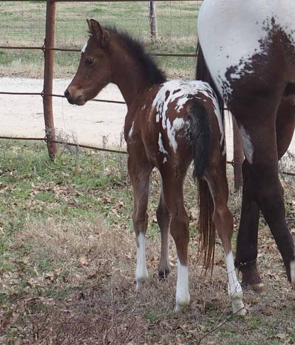 2017 filly, Cartoonist x Hypnotist