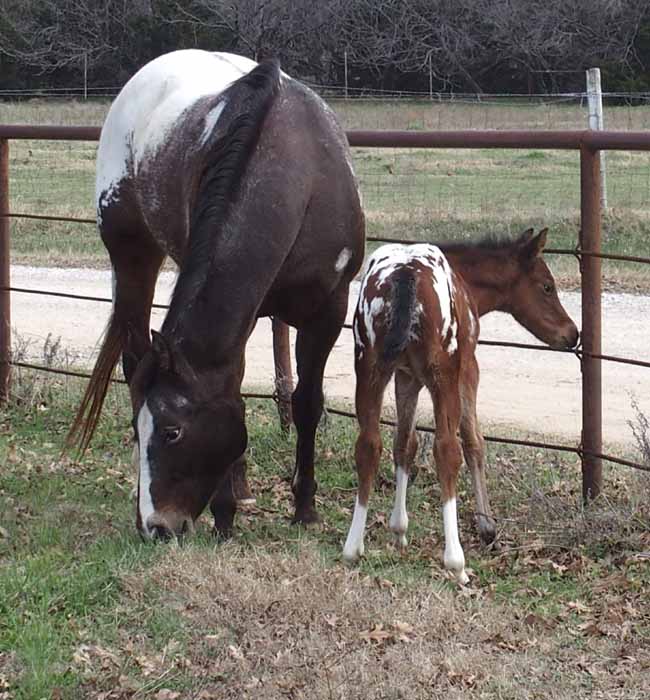 2017 filly, Cartoonist x Hypnotist